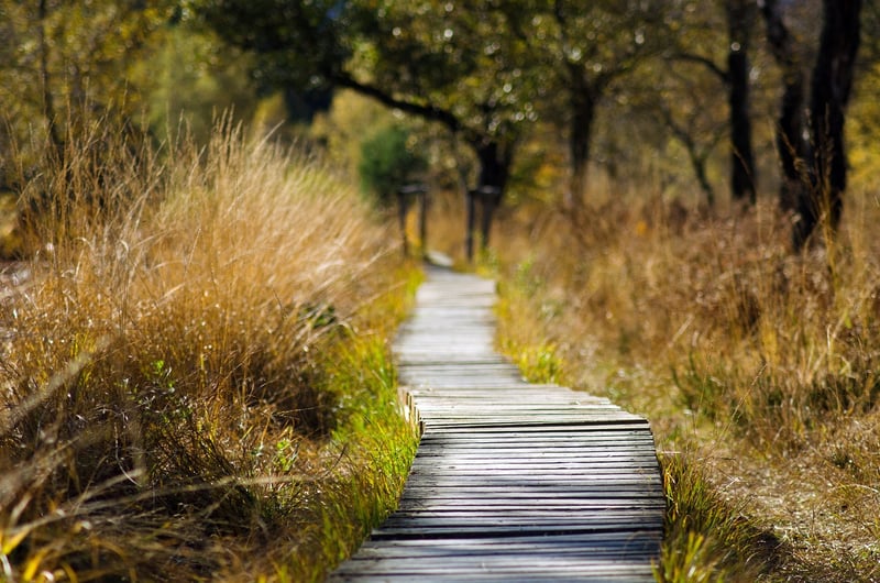 Nature Walk